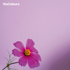 YesColours