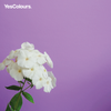 YesColours
