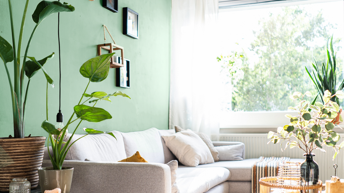 South Facing living room with green painted wall