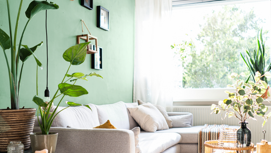South Facing living room with green painted wall