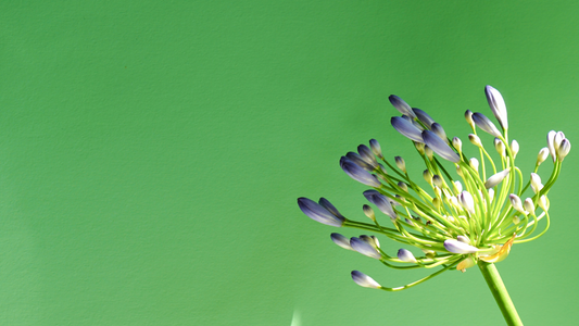 close-up of a flower with lilac petals, photographed on the right side of a bright green coloured background