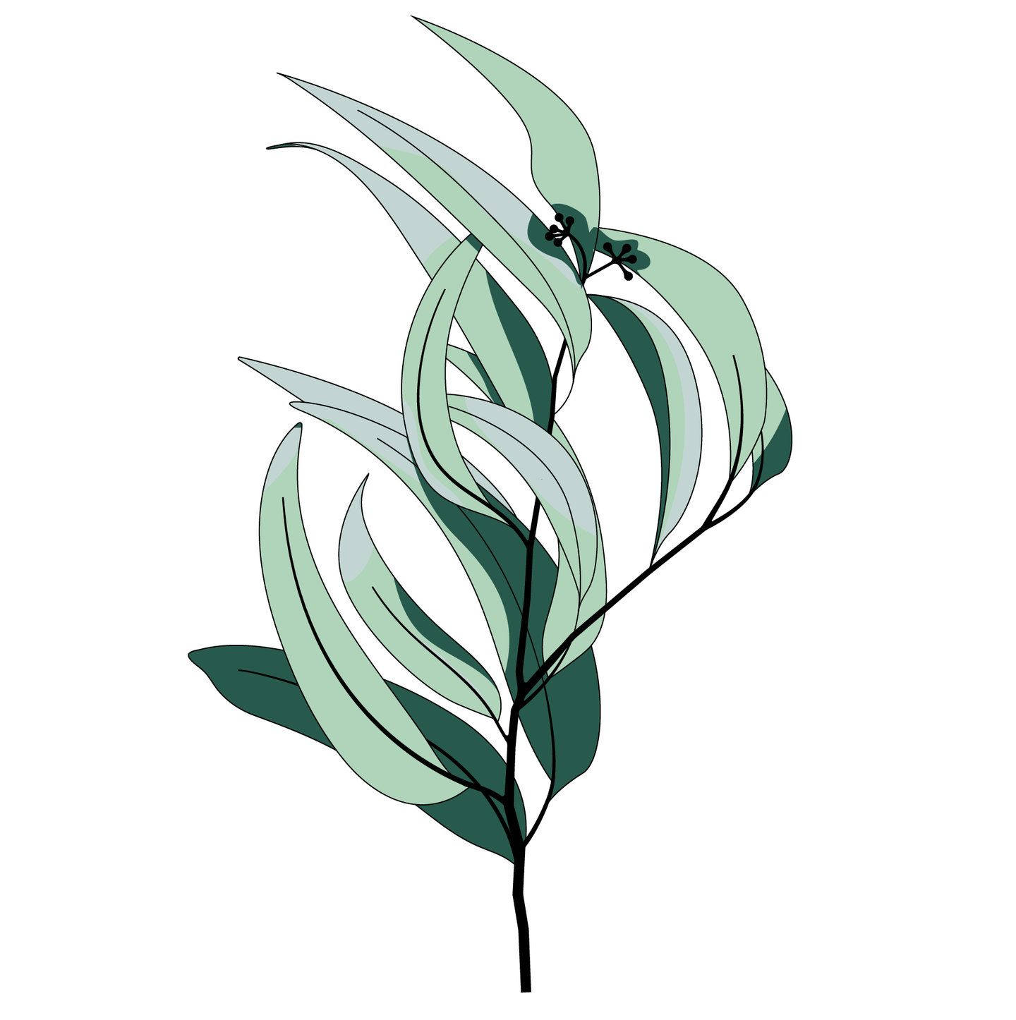 Eucalyptus paint collection