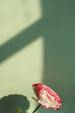YesColours