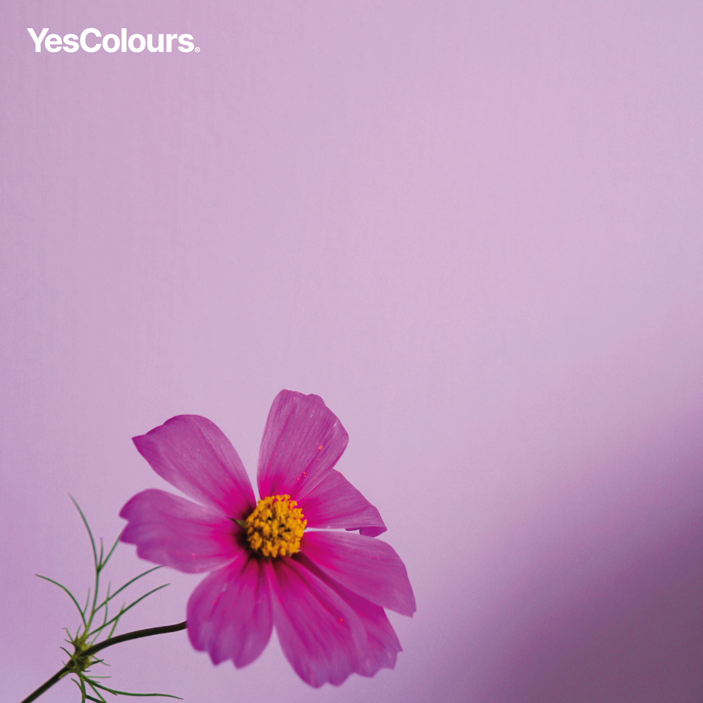 YesColours