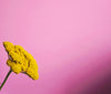 YesColours