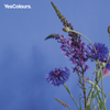 YesColours