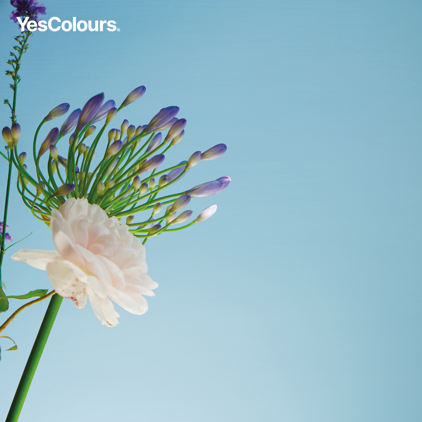 YesColours
