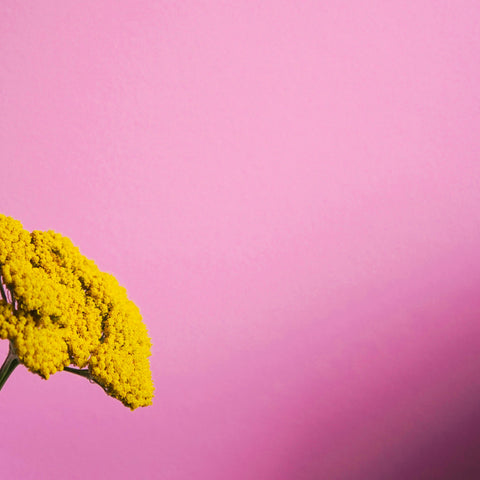 Joyful Pink paint sample (matt, 60ml)