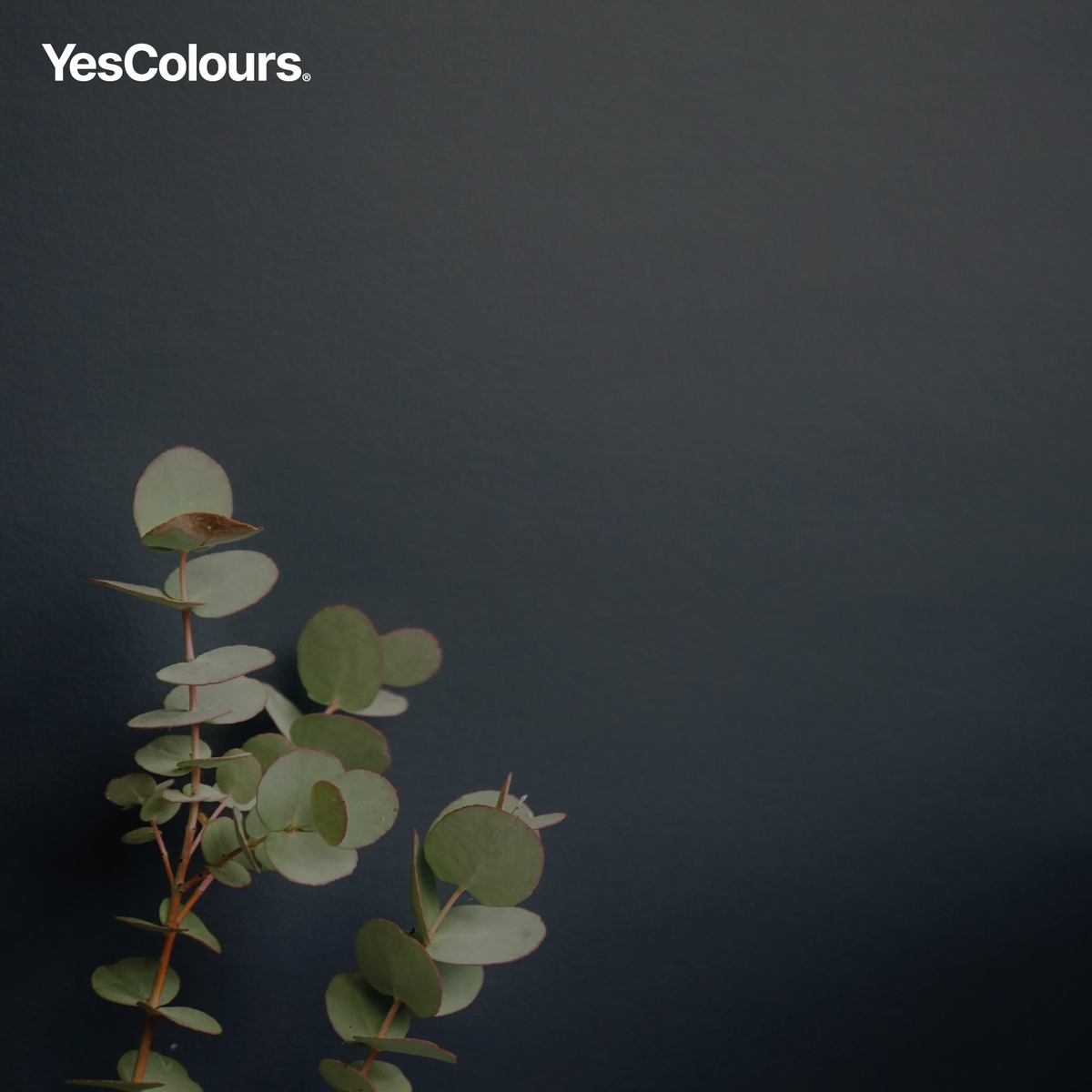 YesColours